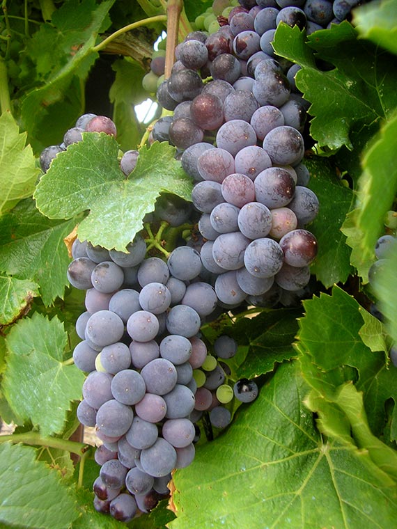 grapes on vine in Ohio